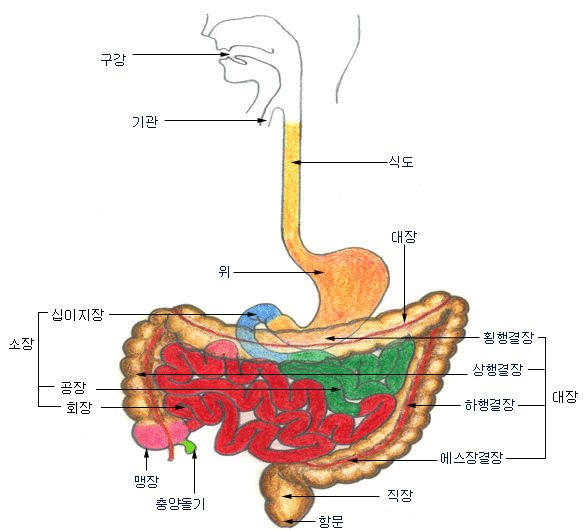 , , ĵ, , (Ⱦ , , , ), 
(, , ȸ), , 絹, , ׹ ִ ȭ 